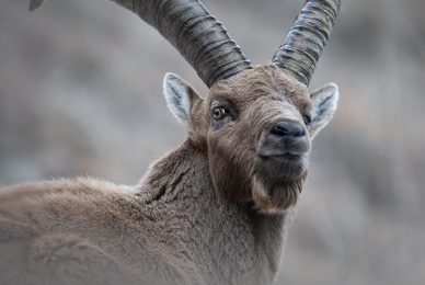 Ibex Gran Paradiso National Park