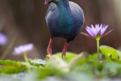 uganda-primate-shoebill-safari-tour-gorilla-chimps