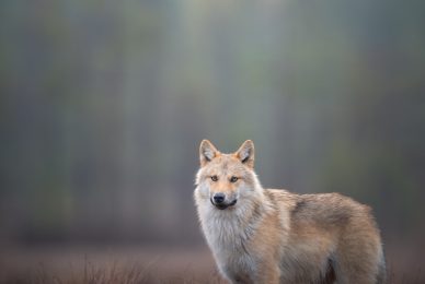 wild-finland-workshop-fotografia-naturalistica-wildlife-photography-workshop