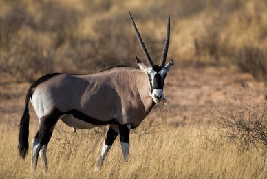 Kgalagadi Transfrontier Park, South Africa, Botsawa, Photographic Safari