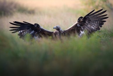 wild-finland-workshop-fotografia-naturalistica-wildlife-photography-workshop