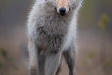 wild-finland-workshop-fotografia-naturalistica-wildlife-photography-workshop
