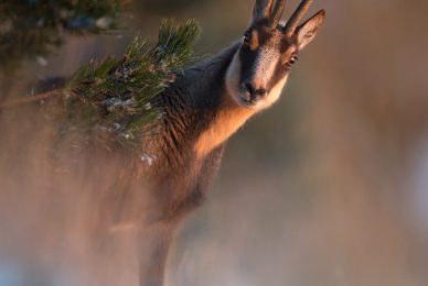 -Italian-national-parks-wildlife-photography-workshop-abruzzo-national-park-gran-paradiso-national-park-sibillini-national-park