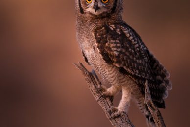 Kgalagadi Transfrontier Park, South Africa, Botsawa, Photographic Safari