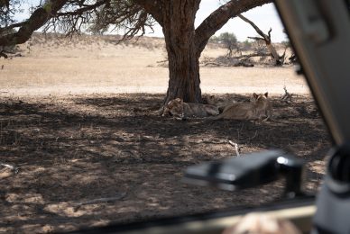 Kgalagadi Transfrontier Park, South Africa, Botsawa, Photographic Safari