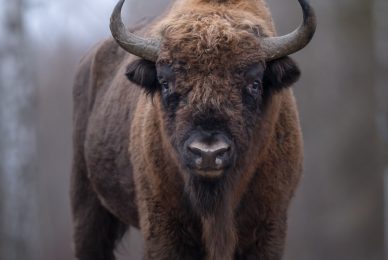 Poland-wildlife-tour