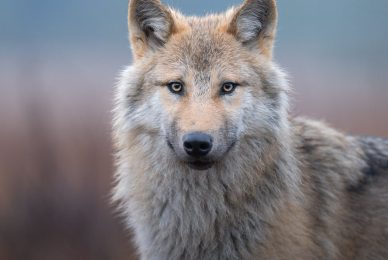 wild-finland-workshop-fotografia-naturalistica-wildlife-photography-workshop