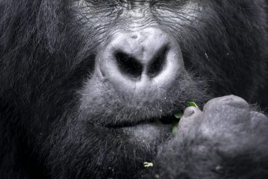 uganda-primate-shoebill-safari-tour-gorilla-chimps