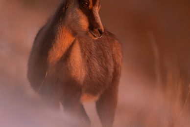 camoscio-nel-Parco nazionale-dei-monti-sibillini