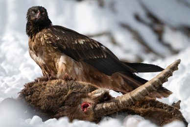 _DSC8684-sharpened-1