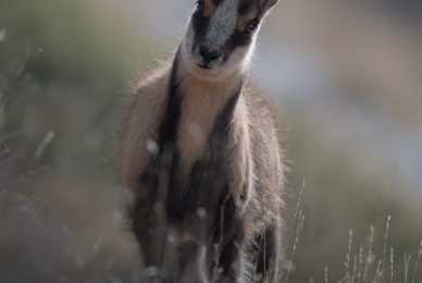 camoscio-appenninico-nel-Parco nazionale-dei-monti-sibillini