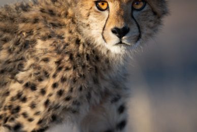 Kgalagadi Transfrontier Park, South Africa, Botsawa, Photographic Safari