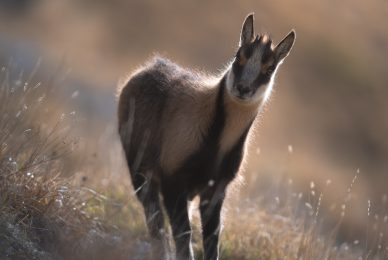 camoscio-appenninico-nel-Parco nazionale-dei-monti-sibillini