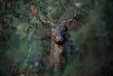 Daino-toscana-workshop-fotografia-naturalistica-introduttivo