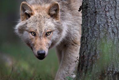 wild-finland-workshop-fotografia-naturalistica-wildlife-photography-workshop