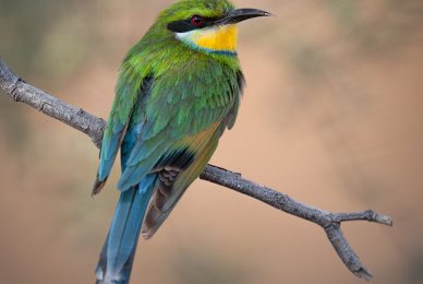 Kgalagadi Transfrontier Park, South Africa, Botsawa, Photographic Safari