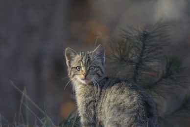 gatto-selvatico-nel-Parco nazionale-dei-monti-sibillini