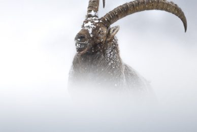 Gran-paradiso-widllife-photography-workshop