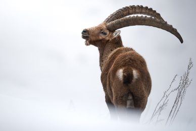 -Italian-national-parks-wildlife-photography-workshop-abruzzo-national-park-gran-paradiso-national-park-sibillini-national-park