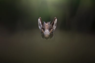 tour-fotografico-winter-switzerland-camoscio