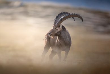 tour-fotografico-winter-switzerland-stambecco