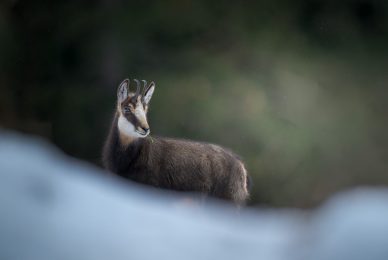 tour-fotografico-winter-switzerland-camoscio