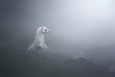 tour-fotografico-winter-switzerland-ermellino