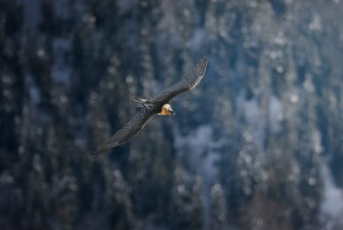 tour-fotografico-winter-switzerland-gipeto