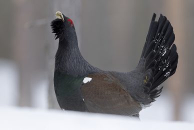 finland-wildlife-photo-tour-black-grouse-capercaillie