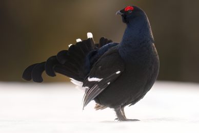 finland-wildlife-photo-tour-black-grouse-capercaillie