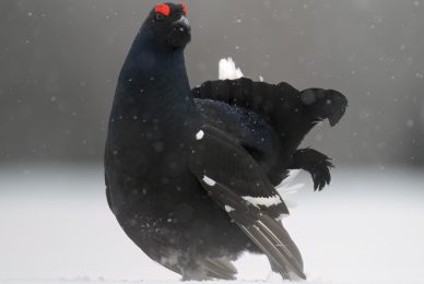 finland-wildlife-photo-tour-black-grouse-capercaillie