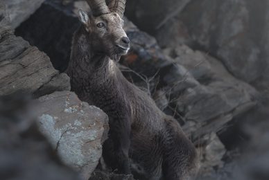 Gran-paradiso-widllife-photography-workshop