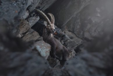 ibex-Italian-national-parks-wildlife-photography-workshop-abruzzo-national-park-gran-paradiso-national-park-sibillini-national-park