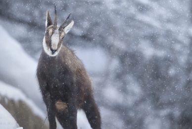 Gran-paradiso-widllife-photography-workshop