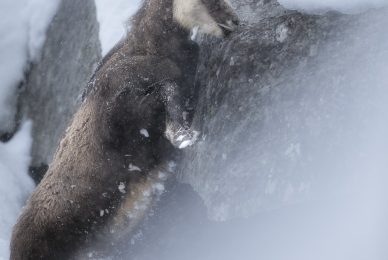 Gran-paradiso-widllife-photography-workshop