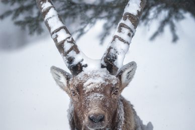 Gran-paradiso-widllife-photography-workshop