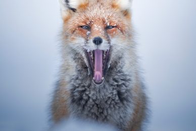 Gran-paradiso-widllife-photography-workshop