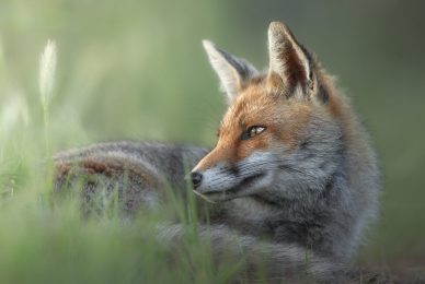 Tuscan fox - introductory nature photography workshop