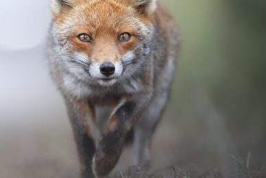 volpe-toscana-workshop-fotografia-naturalistica-introduttivo