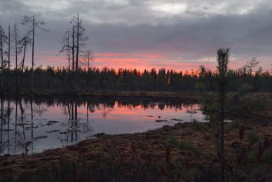 wild-finland-workshop-fotografia-naturalistica-wildlife-photography-workshop
