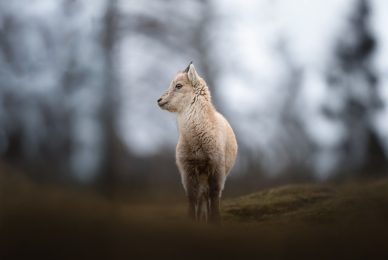 tour-fotografico-winter-switzerland-stambecco