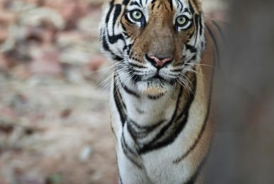 bengala-tiger-photographic-tour-tigre-del-bengala-india-tour-fotografico