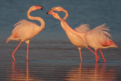 Fenicotteri-rosa-toscana-workshop-fotografia-naturalistica-introduttivo