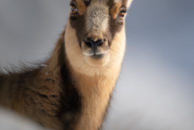 -Italian-national-parks-wildlife-photography-workshop-abruzzo-national-park-gran-paradiso-national-park-sibillini-national-park