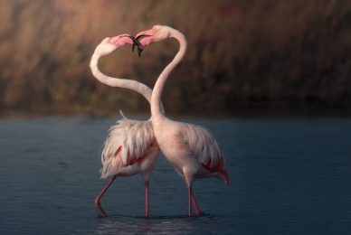 Wildlife photography workshop in Tuscany