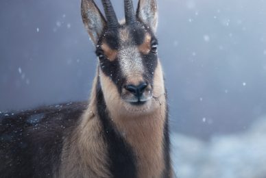 camoscio-appenninico-nel-Parco nazionale-dei-monti-sibillini