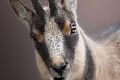 camoscio-appenninico-nel-Parco nazionale-dei-monti-sibillini