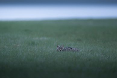 tour-fotografico-winter-switzerland-gatto-selvatico