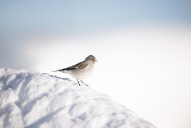 tour-fotografico-winter-switzerland
