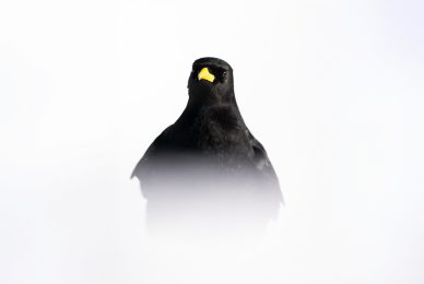 tour-fotografico-winter-switzerland